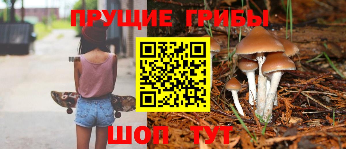 наркотики  Вход с VPN  Дербент  Галлюциногенные грибы Psilocybine cubensis 